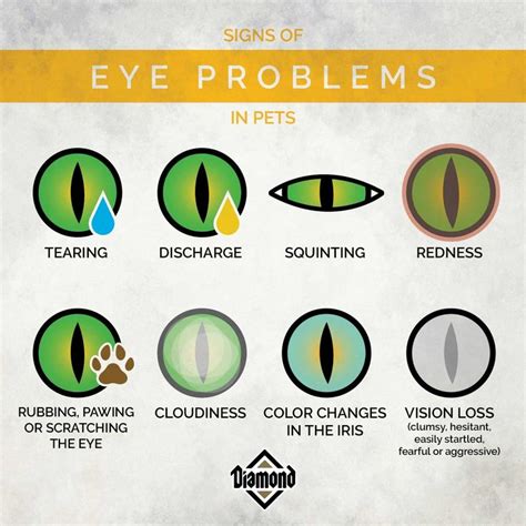 the signs of eye problems in pets, including cat's and dog's eyes