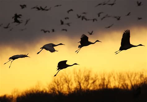 Crane Symbolism & Meaning (+Totem, Spirit & Omens) | World Birds