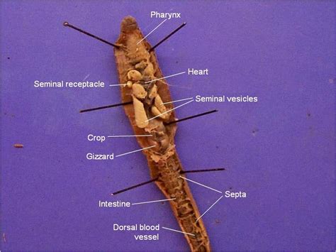 Ch 27 Earthworm Lab - Mrs N. Nelson's Science Website