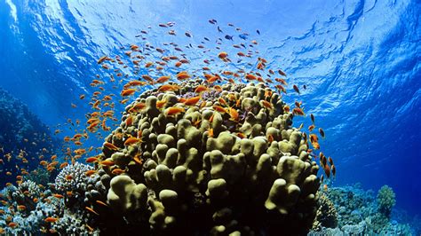 Wallpaper : animals, sea, underwater, coral reef, ocean, habitat ...