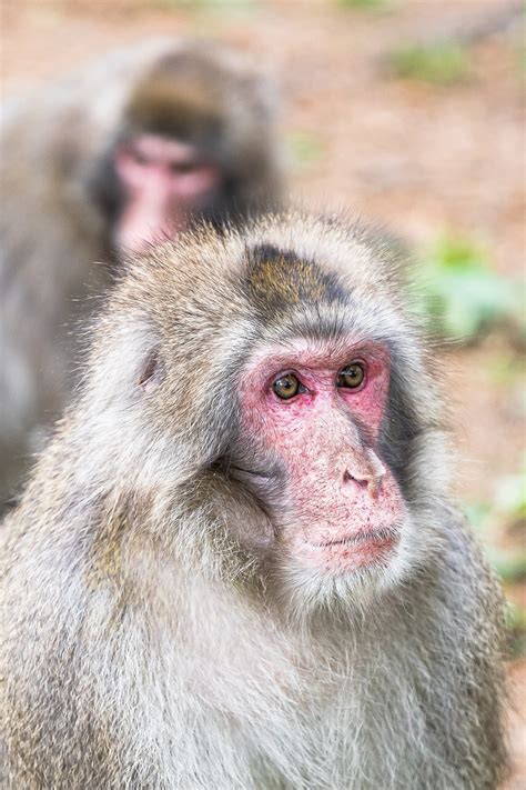 Japanese Macaque Animal Wildlife - Free photo on Pixabay - Pixabay