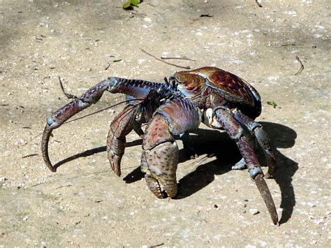 The robber crab (Birgus latro) is the world's largest terrestrial crab ...