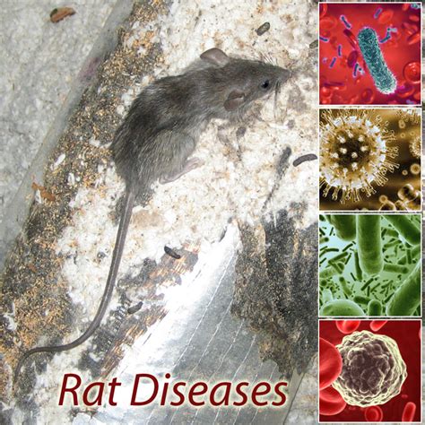 Rat Diseases Transmitted to Humans or Dogs