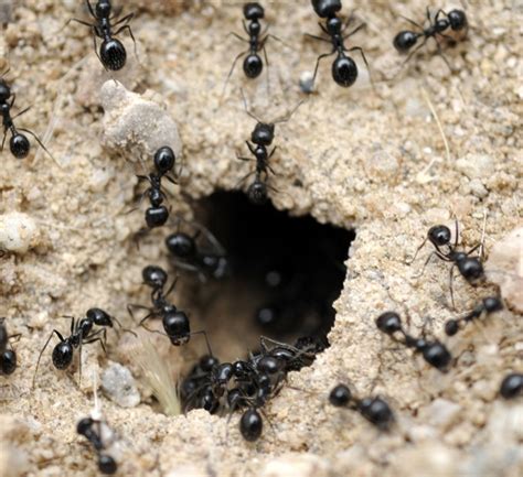 Ant Colony Structure and Organization | Moyer