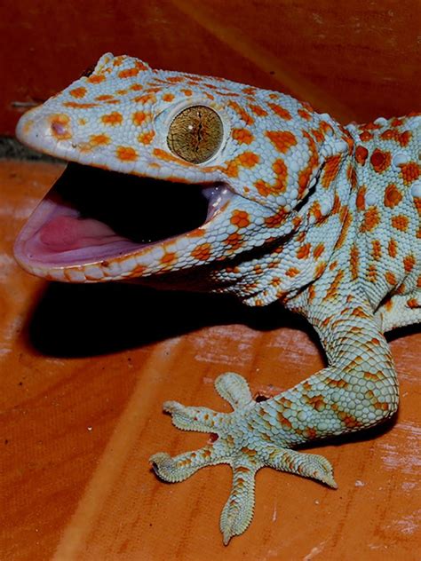 Tokay Gecko | The Animal Facts