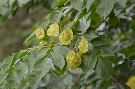 Pterocarpus indicus (Introduced) – eFlora of India