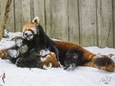 Red Pandas Play in Snow at Cincinnati Zoo | Time