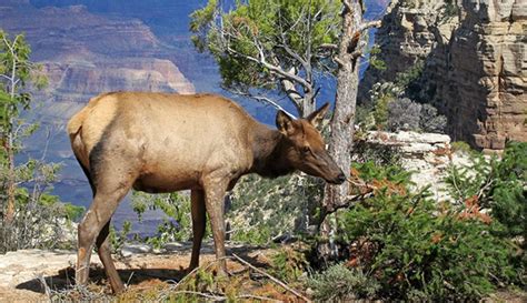 Grand Canyon To Track Elk Movements With GPS Collars | KNAU Arizona ...