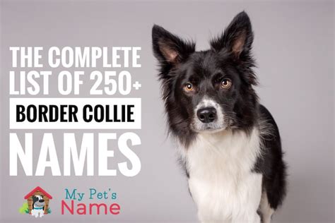 The Complete List Of 250+ Brilliant Border Collie Names | My Pet's Name