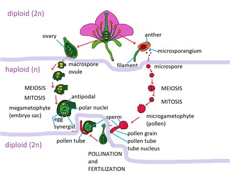 Diagram the general plant life cycle. Which stages are haplo | Quizlet