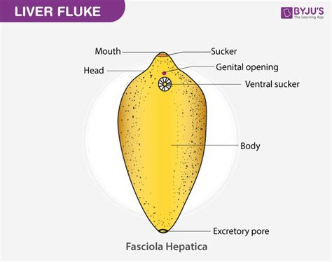 Fasciola Hepatica