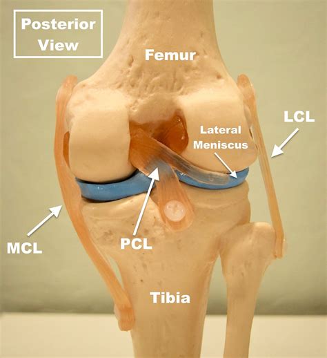 The PCL Injury (Posterior Cruciate Ligament)