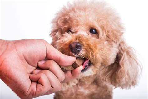 Does Your Dog Have Worms? 10 Common Symptoms