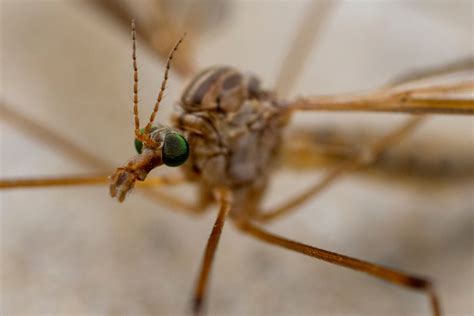 What Are Crane Flies? - Austin County News Online