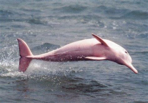 A Pink Dolphin Sighting in Louisiana Inspires Awe