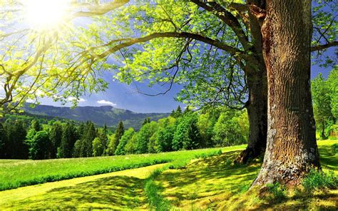 Bright sun | Nature tree, Landscape trees, Beautiful nature