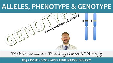 Alleles, phenotype and genotype - GCSE Biology (9-1) - YouTube