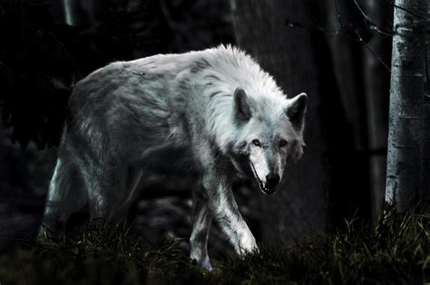 Dark Wolf Wallpaper (63+ images)