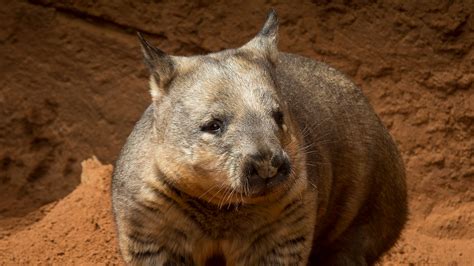 Wombat | San Diego Zoo Animals & Plants