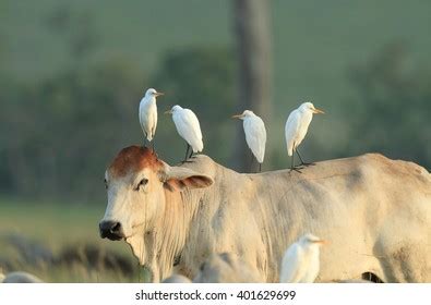 13,381 Cattle Egret Images, Stock Photos & Vectors | Shutterstock