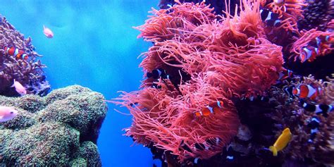 15 Facts about Coral Reefs | Facts