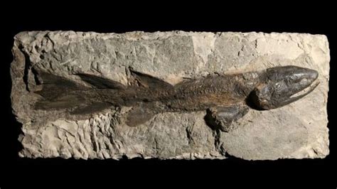 Eusthenopteron, a fish of the late Devonian period, about 370 million ...