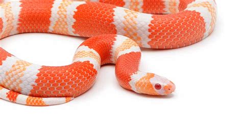 Albino Milk Snake Care, Colors And Temperament