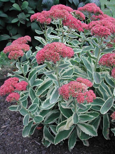 Autumn Charm Sedum - Plant Library - Pahl's Market - Apple Valley, MN