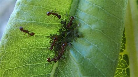 Ants Eating Honeydew from Farmed Native Aphids - YouTube