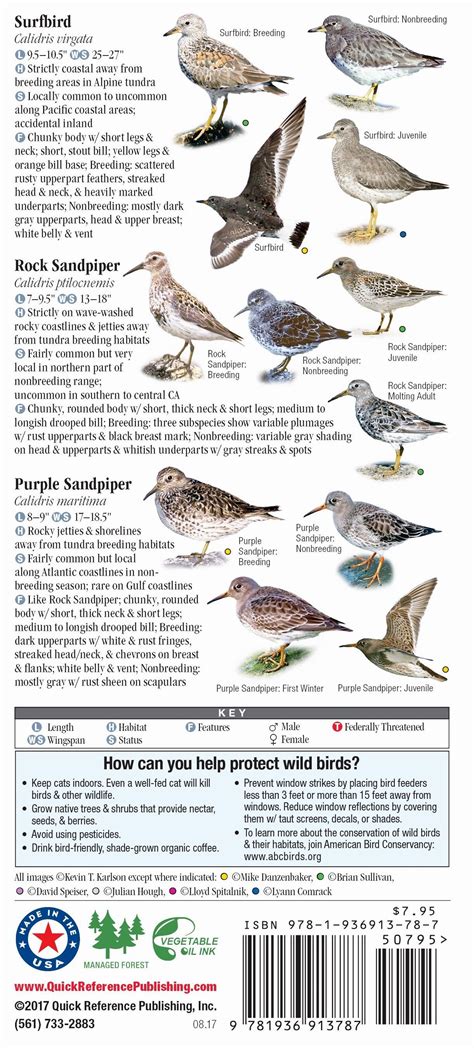 Shorebirds of North America – Quick Reference Publishing Retail