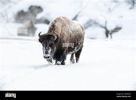 American bison (Bison bison) in Yellowstone National Park in Winter ...