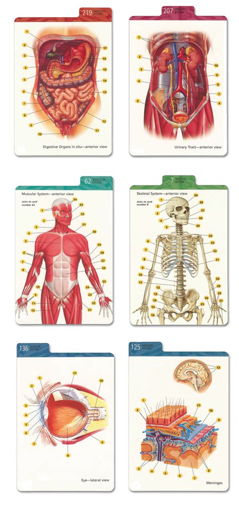 Barron's Anatomy Flash Cards - Biologyproducts.com