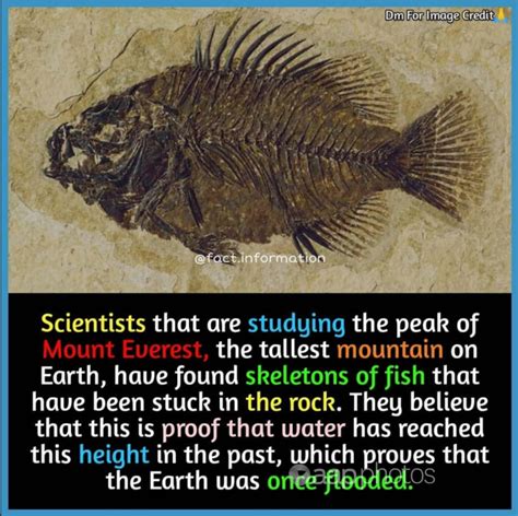 Nothing fishy about ancient marine fossils on Everest – Australian ...