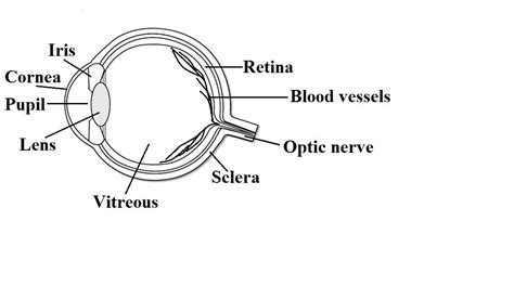 Draw a labelled sketch of the human eye.