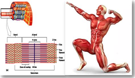 Makalah Ergonomi Industri Sistem Kerangka Dan Otot Manusia ...