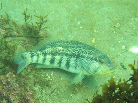 Spotted Sand Bass | Mexico – Fish, Birds, Crabs, Marine Life, Shells ...