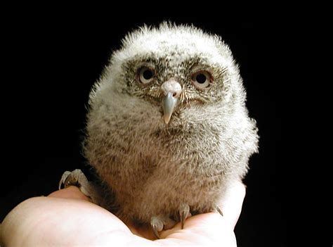 Animal Trivia : Baby owls are called "owlets".