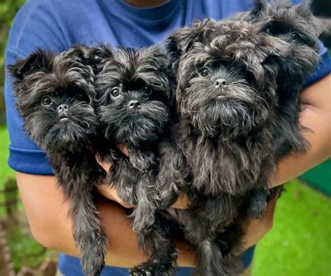 15 Photos Of Affenpinscher Puppies That Make Everyone's Heart Melt ...