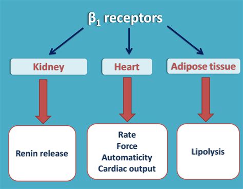 Receptores Adrenergicos