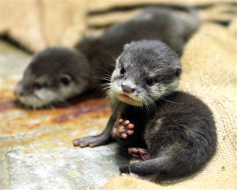 38++ River otter ideas in 2021