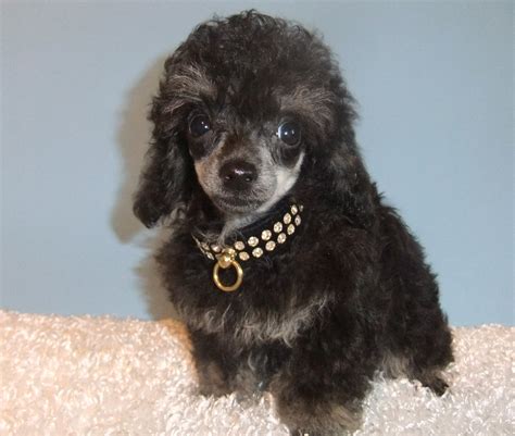 Teacup Poodle | Dog Breeds Picture