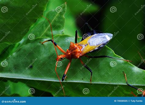 Insect Triatominae stock image. Image of insekta, reduviidae - 70008505