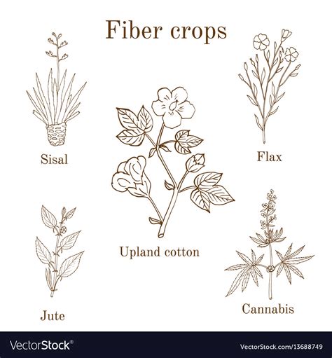 Fiber crops - cotton sisal flax jute cannabis Vector Image