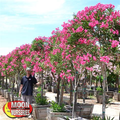 Flowering Desert Trees for Nevada