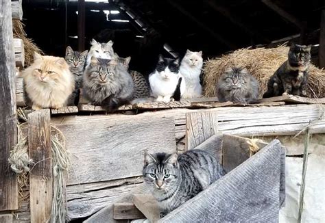 What is a feral cat colony?