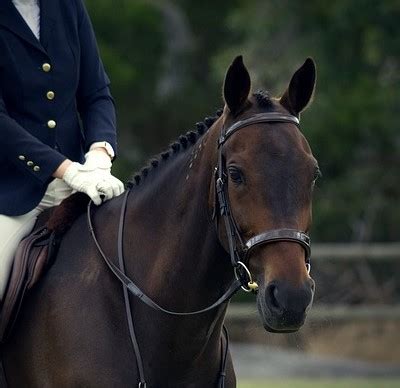 Beginners-Guide-to-Braided-Horse-Manes-hunter-forelock - Braid Secrets