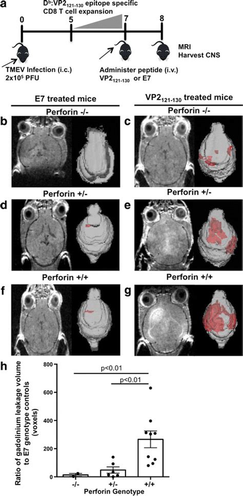 Perforin gene dosage proportionally affects CNS vascular permeability ...