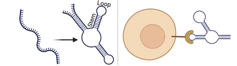 What is An Aptamer? - neoaptamers