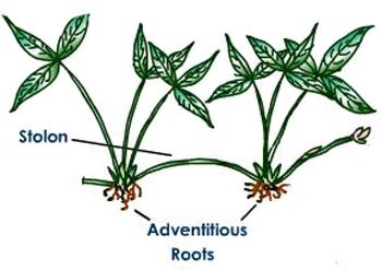 Stem - Plants around us