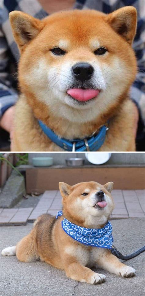 50 Times Shibas Proved They’re The Most Much Wow Dogs Ever | Bored Panda